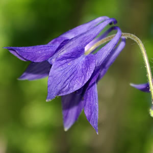 Aquilegia alpina